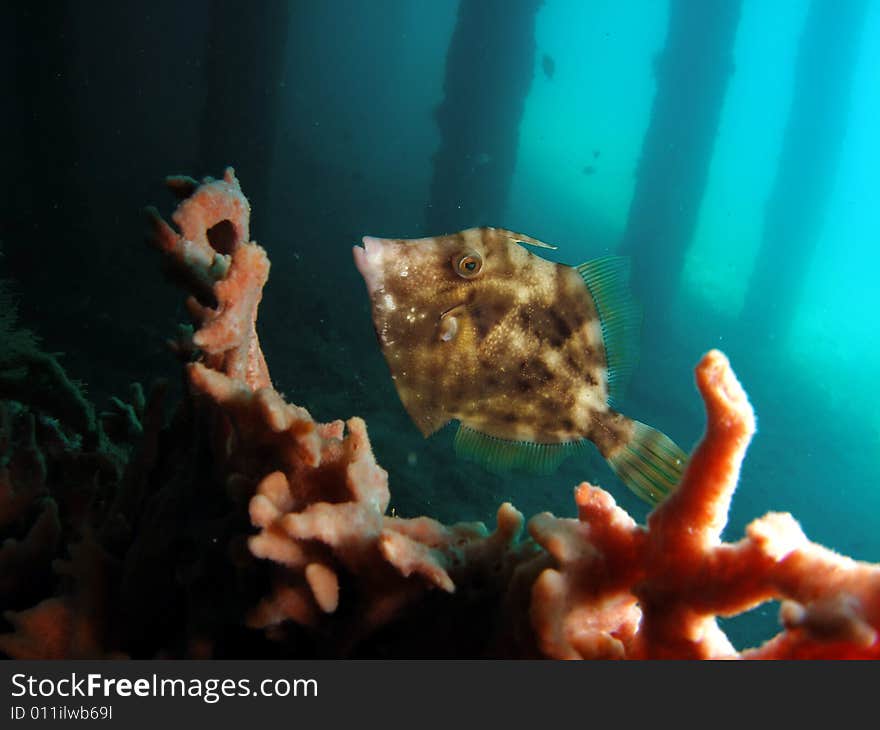 This image was taken under a favorite diving spot. The bridge at Blue Heron Blvd in Riviera Beach, Florida. This image was taken under a favorite diving spot. The bridge at Blue Heron Blvd in Riviera Beach, Florida