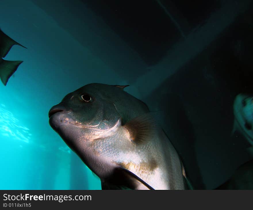 Fish under Bridge