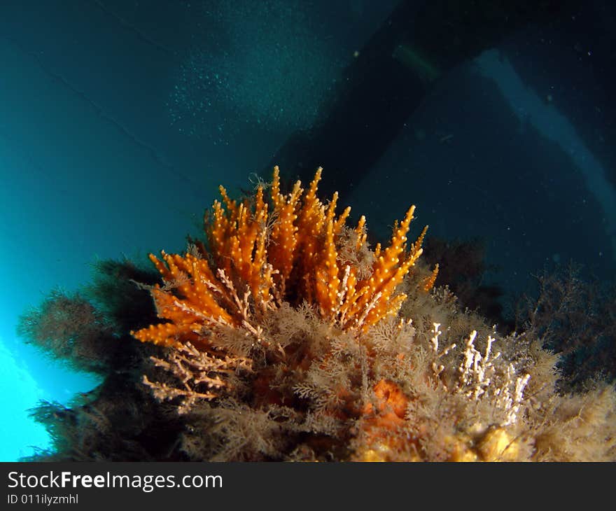 Coral under Bridge