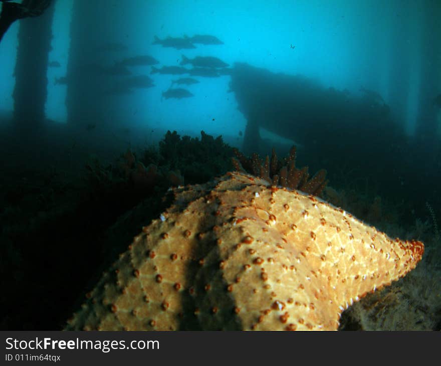 Starfish under Bridge