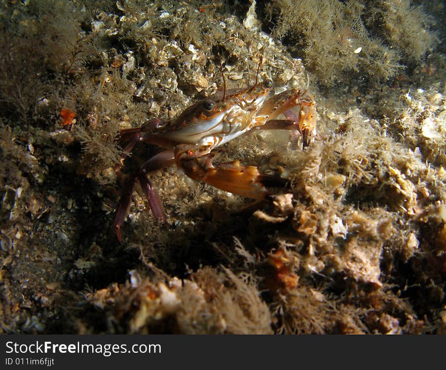 Crab Under Bridge