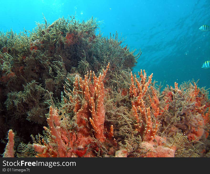 Coral under Bridge