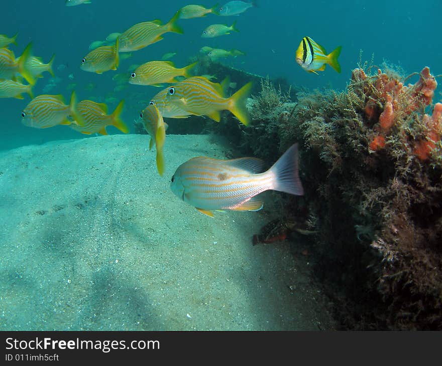 Fish Under Bridge