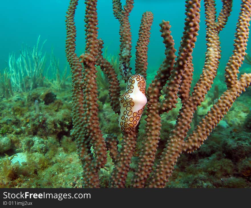 Flamingo Tongue