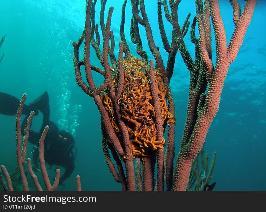 This image was taken off the beach in Lauderdale by the sea, Florida. A place right off Vista Park. This image was taken off the beach in Lauderdale by the sea, Florida. A place right off Vista Park.