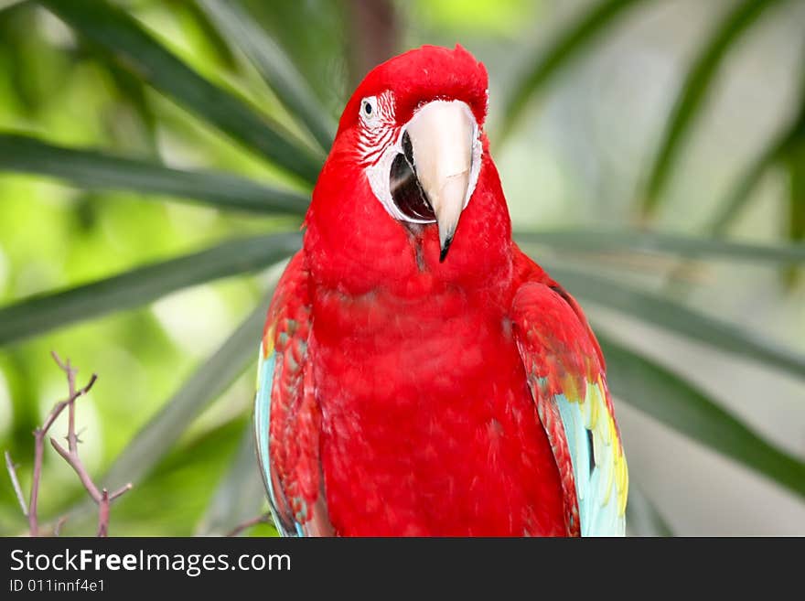 Red and colorful parrot in to the wild