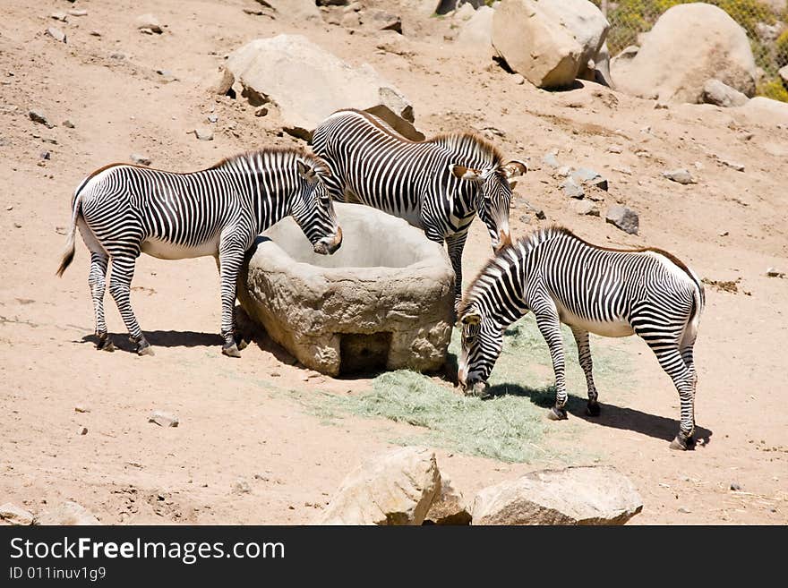 Group of zebra feeding grass.