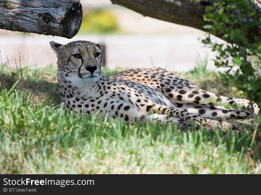 African wild life lioness wondering.