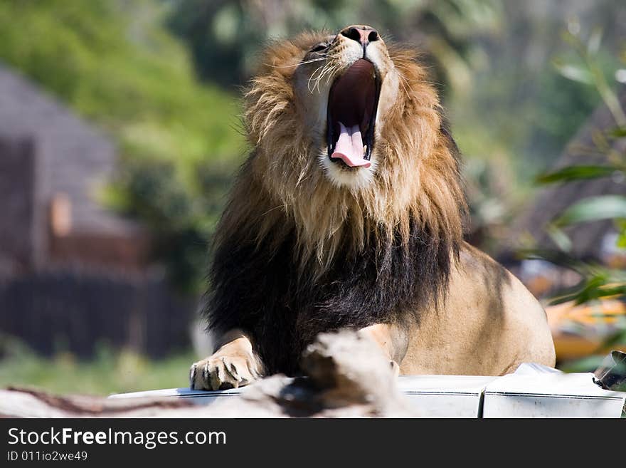 African wild life lion roaring. African wild life lion roaring.