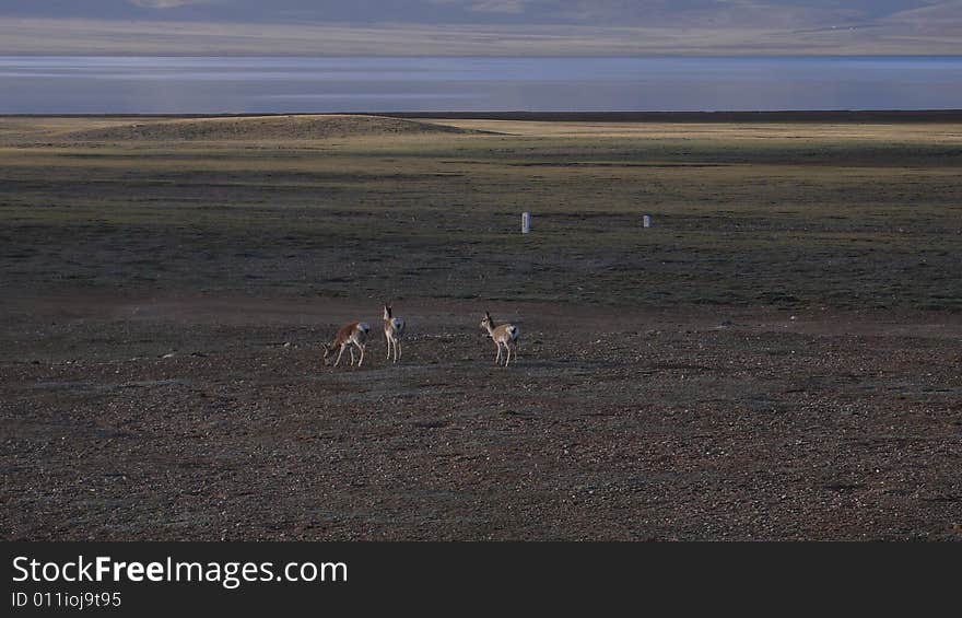 Oryx in Qinghai-Tibet Platean