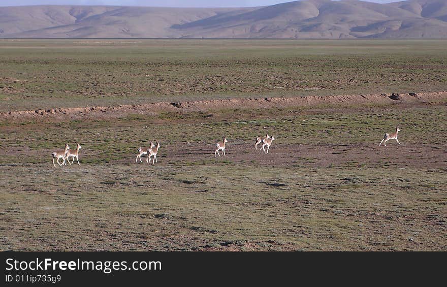 Oryx in Qinghai-Tibet Platean