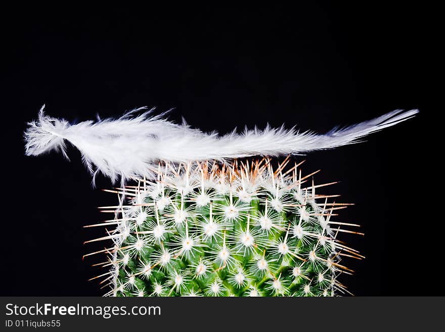 A feather falling on a cactus. A feather falling on a cactus