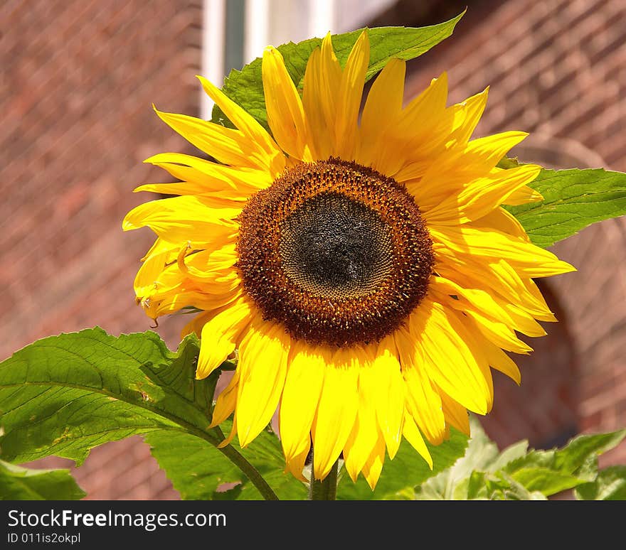 Sunflower