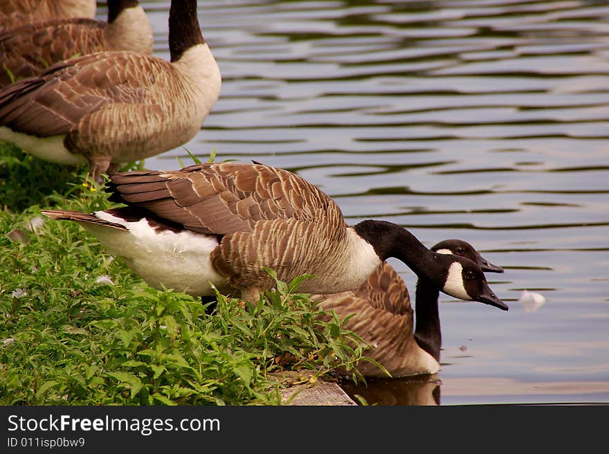 Cananda geese at the waterfront