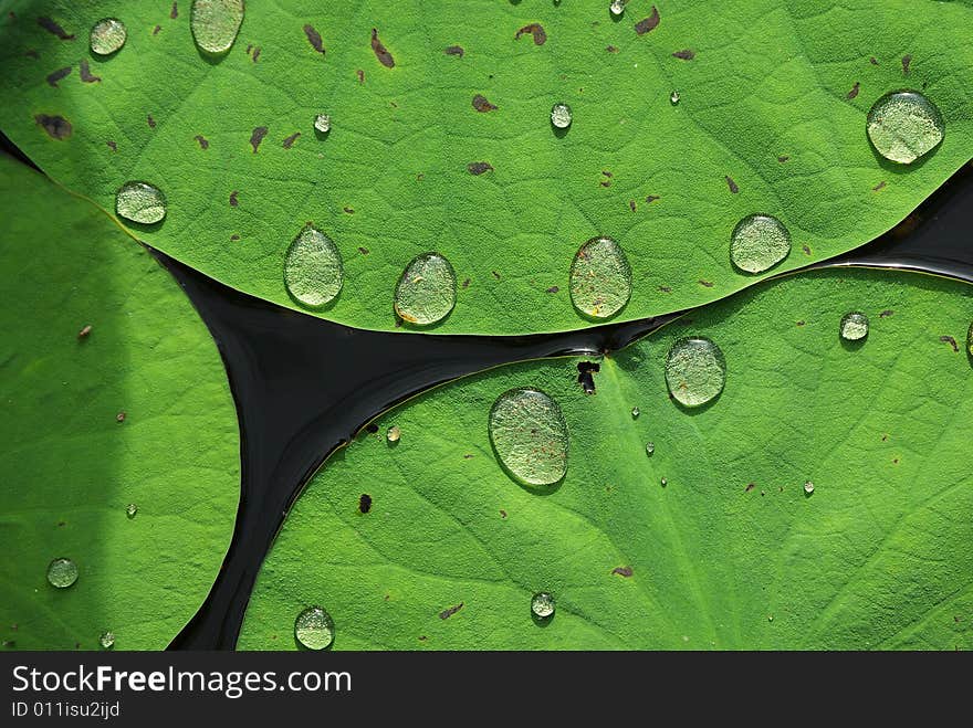 Lutos leaf and water drop