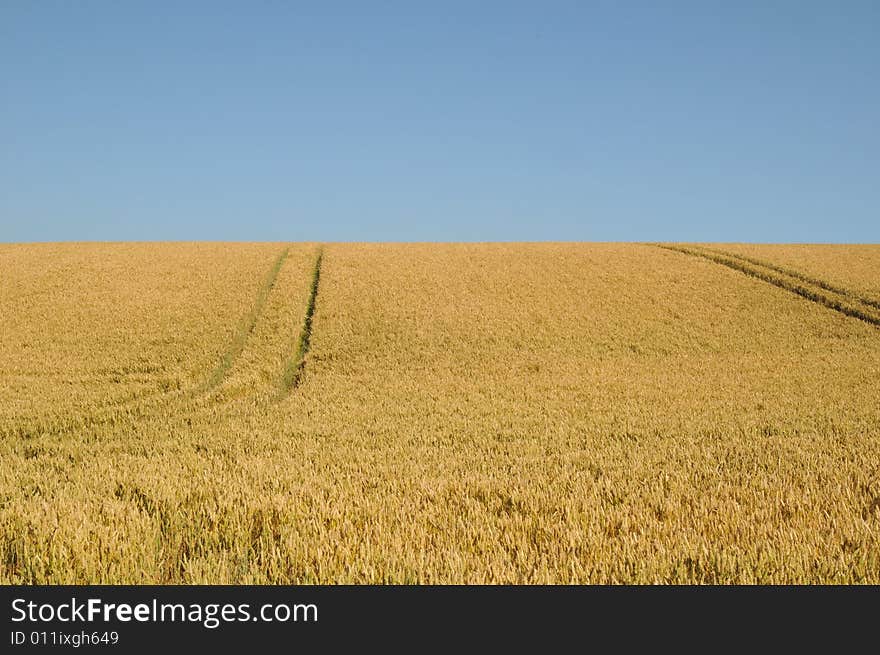 Cornfield near Dorchester Dorset July 2008. Cornfield near Dorchester Dorset July 2008