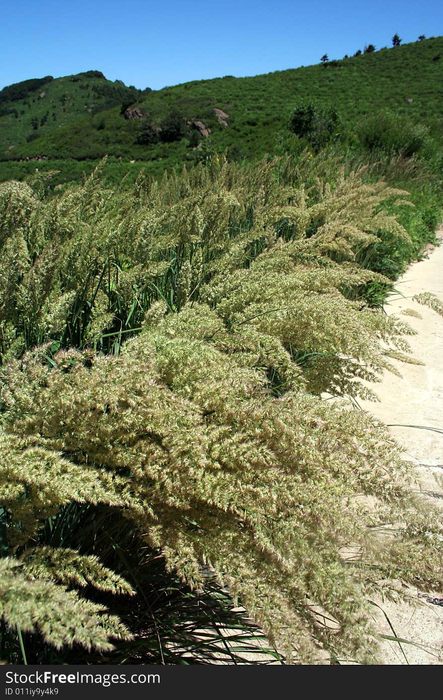 Strawy paddy harvest