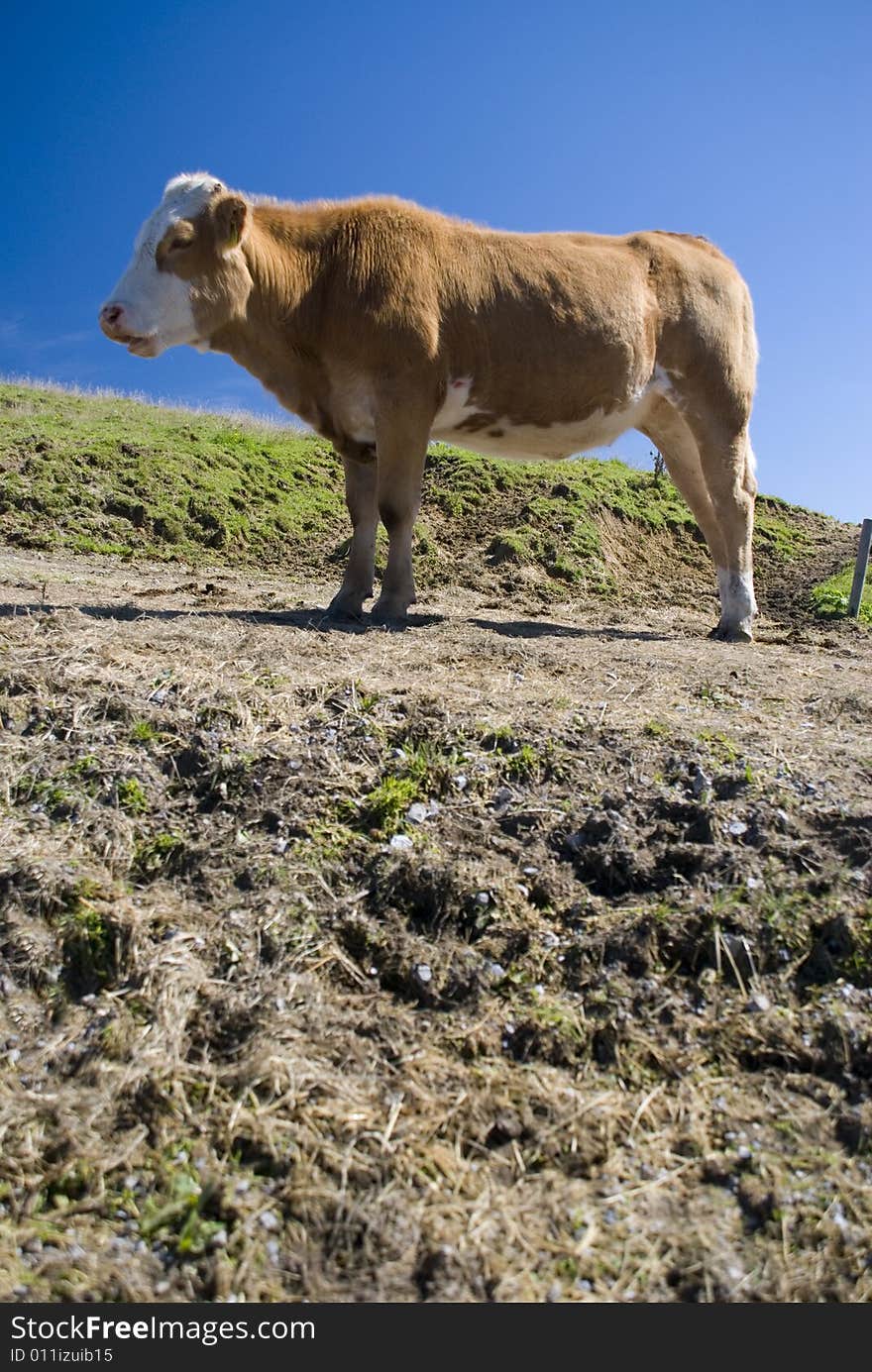 Cow in the european alps at summer