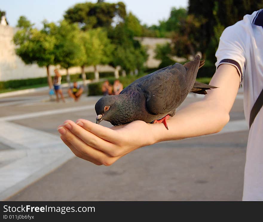 Pigeon feeding from hand