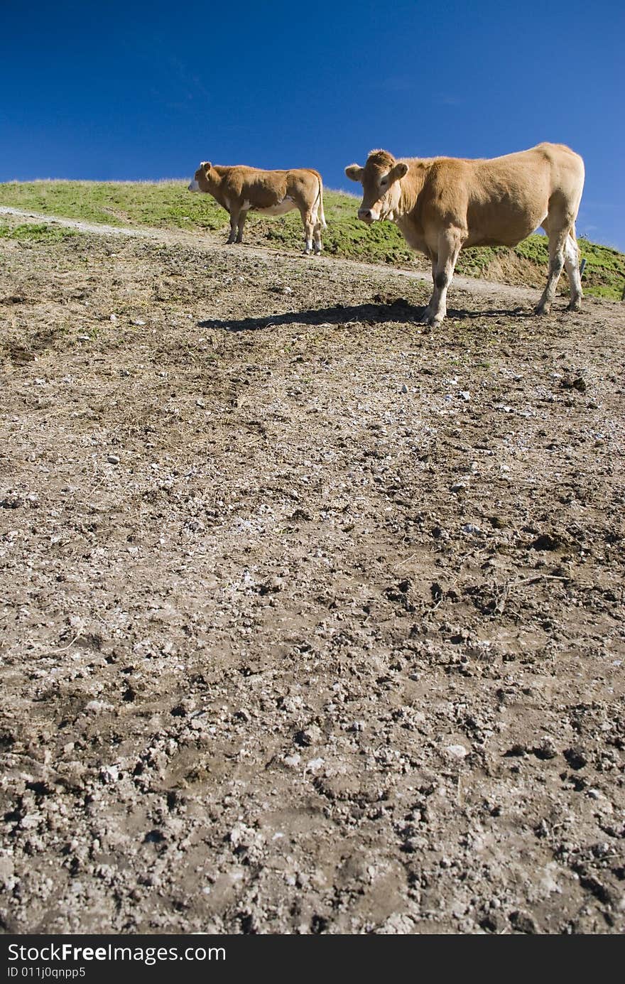 Cow in the european alps at summer