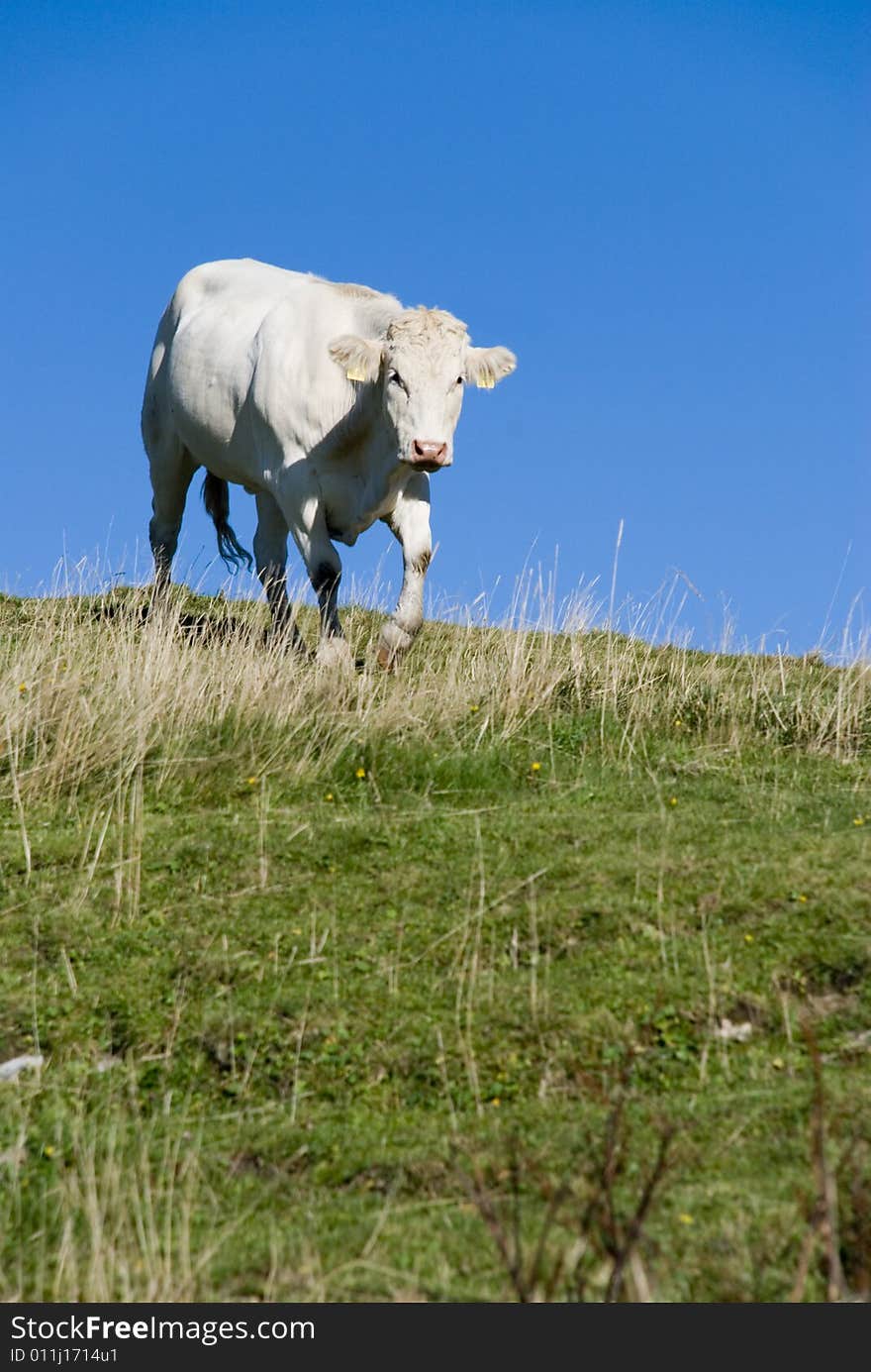 Cow in the european alps at summer