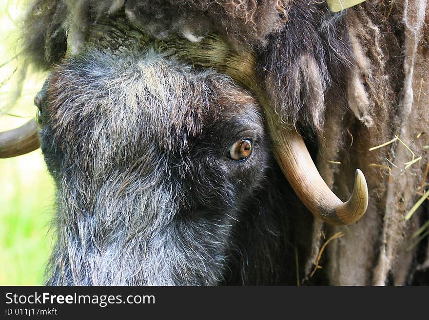 Muskox