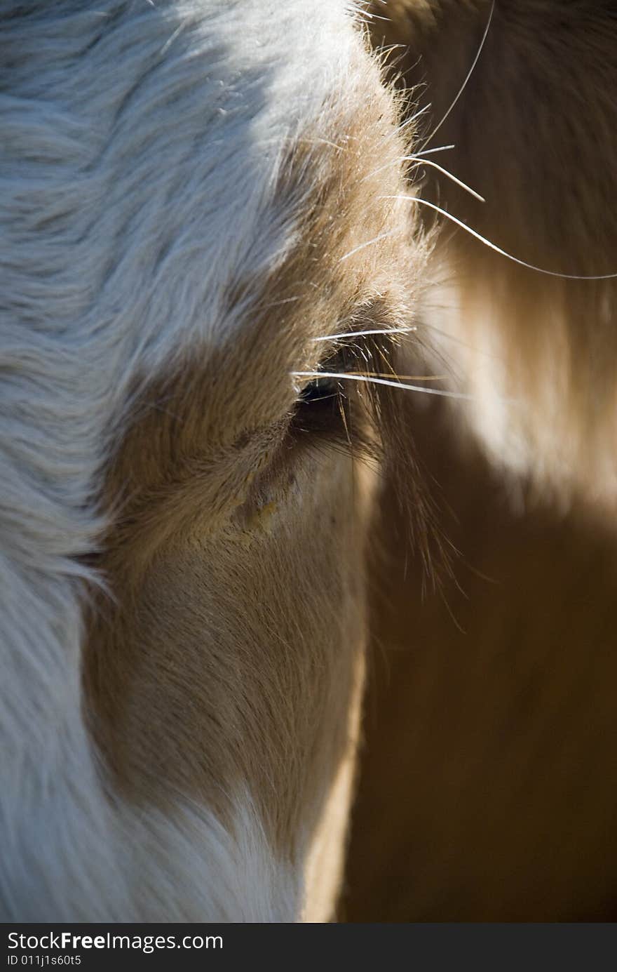 Cow in the european alps at summer