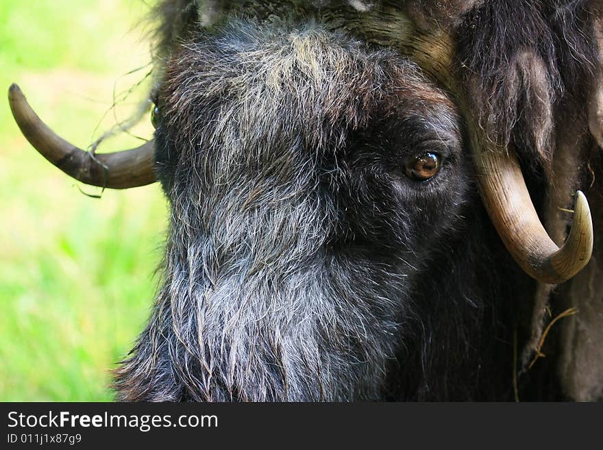 Muskox