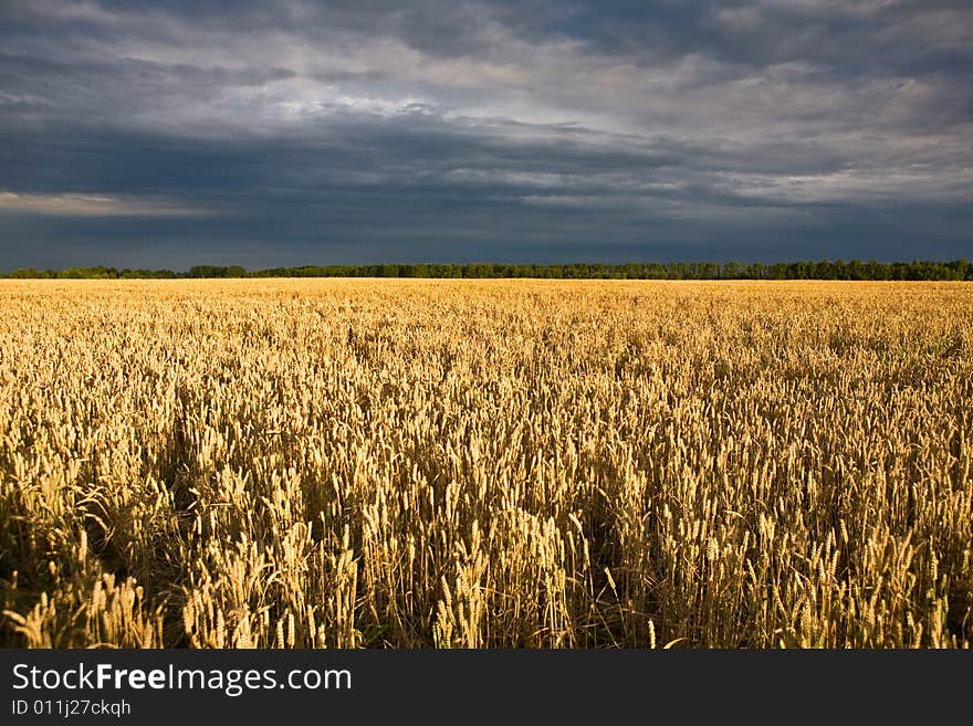 Field and sky