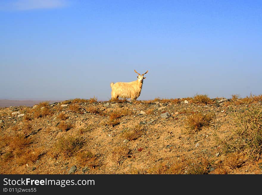 A goat stand on the hillside in sunset. A goat stand on the hillside in sunset