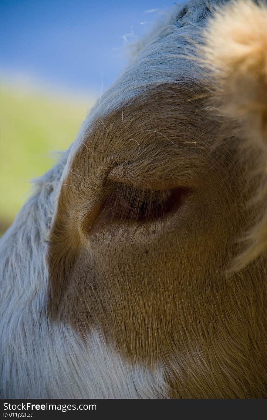 Cow in the european alps at summer