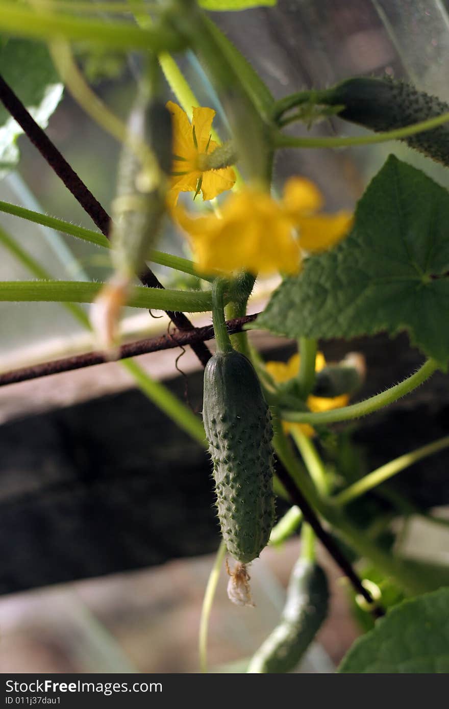 Cucumbers