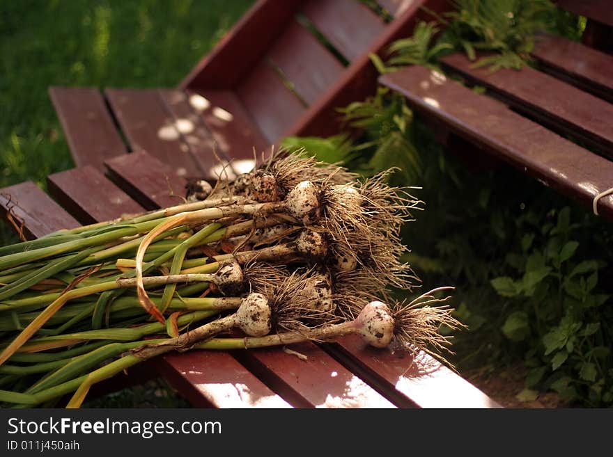 Close up view of many garlic to freshly picked