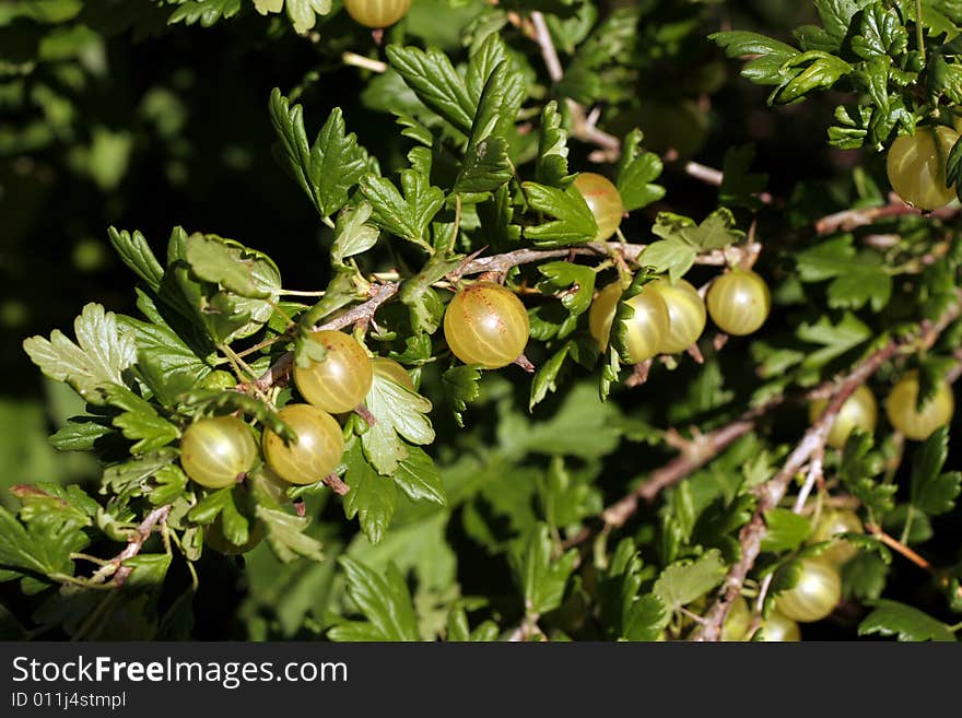 Branch of a gooseberry in a garden