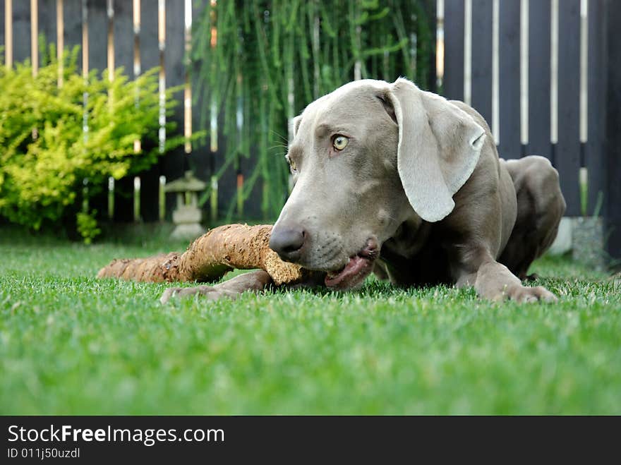 Weimaraner Pointer With A Stick