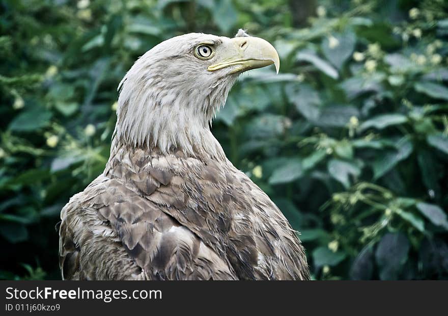 Eagle in polish wildlife reserve/Mazury,Kadzidlo