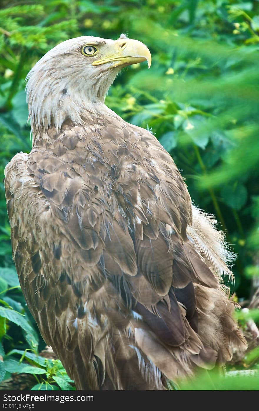 Eagle in polish wildlife reserve/Mazury,Kadzidlo