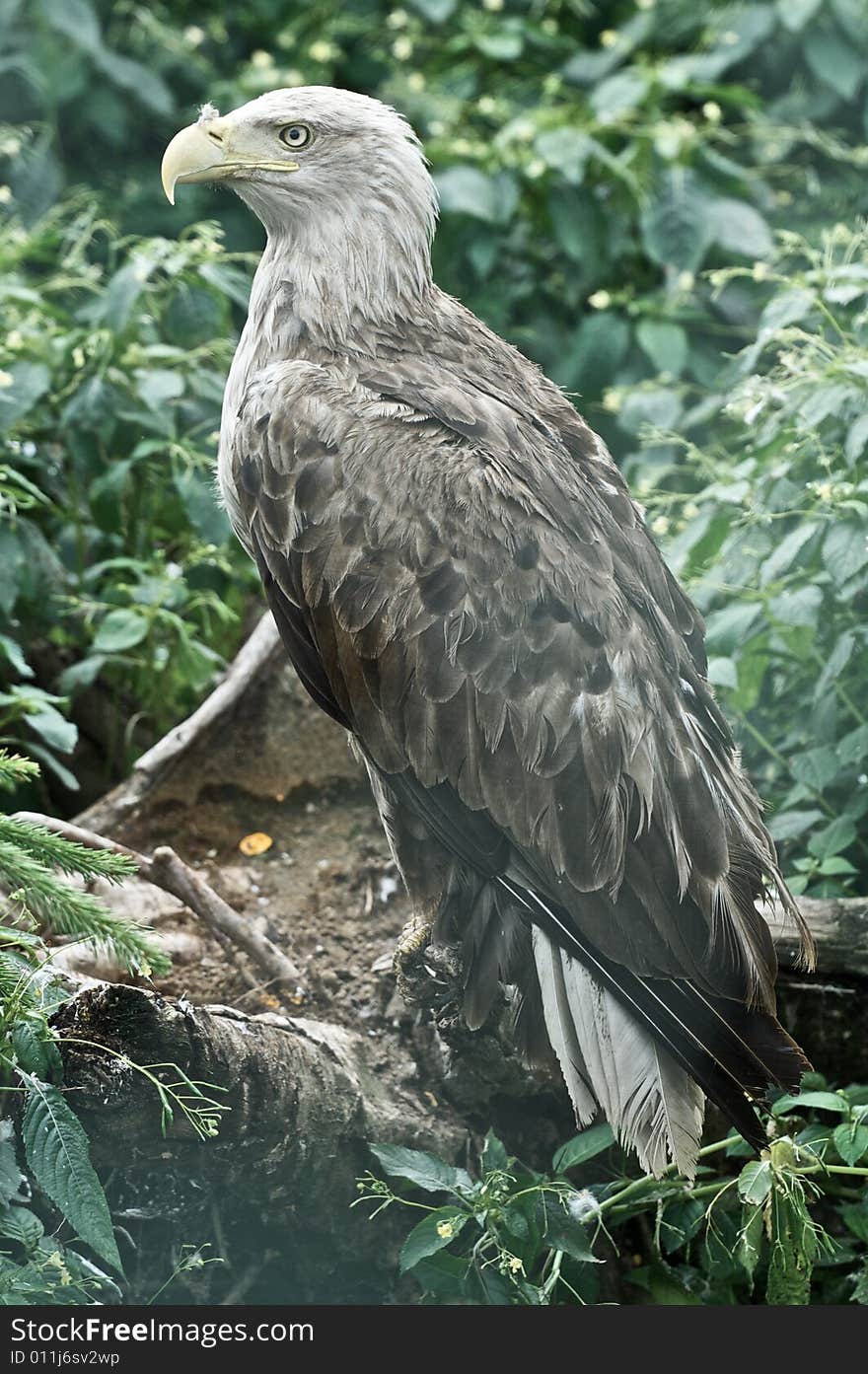 Eagle in polish wildlife reserve/Mazury,Kadzidlo