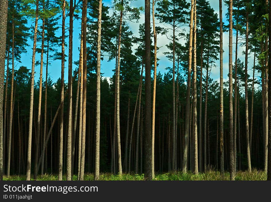 Summer forest on sunny day. Poland/Mazury