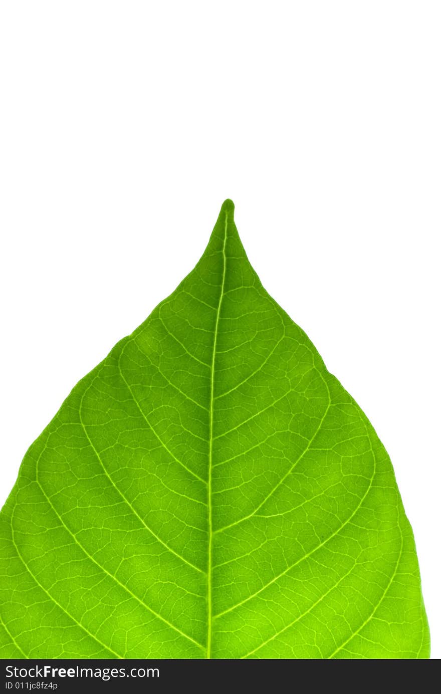 Green leaf on white