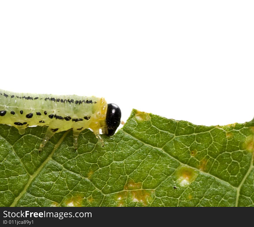 Beautiful caterpillar eating a leaf