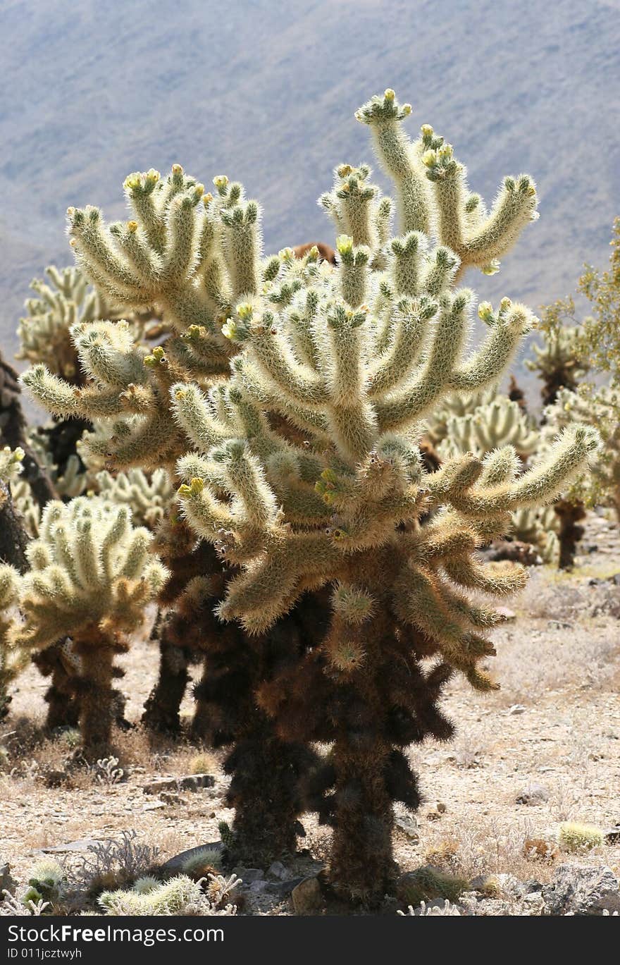 Blooming Cactus