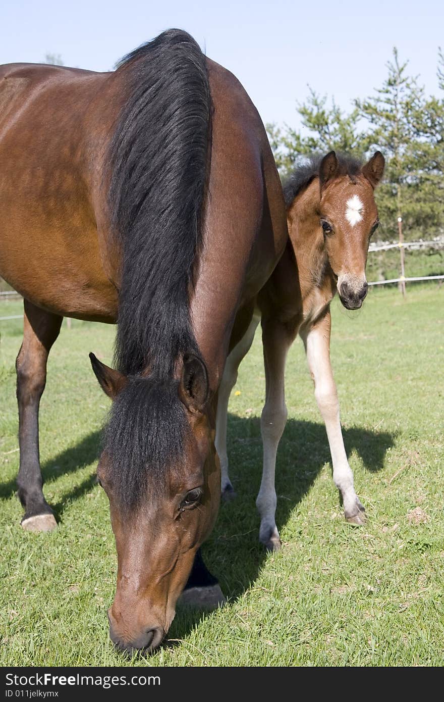 Young colt hiding behind mare in pasture. Young colt hiding behind mare in pasture