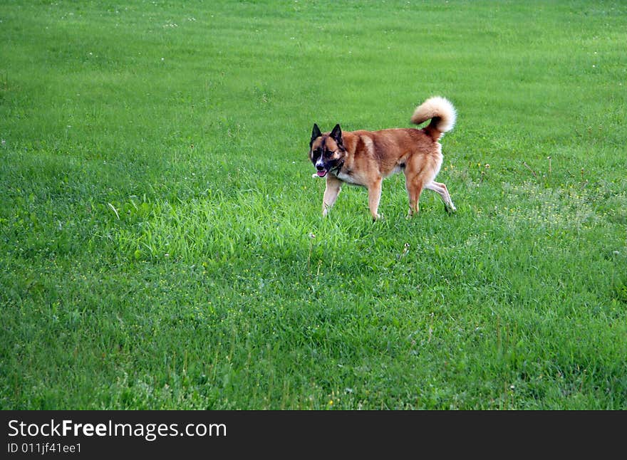 Brown dog on a green field