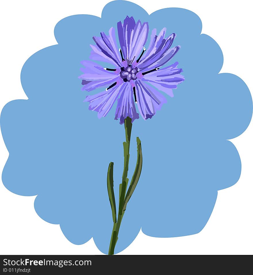 Cornflower