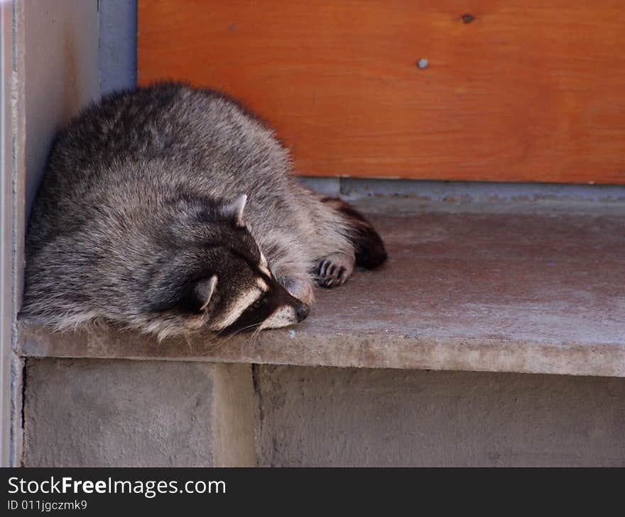 Sad racoon