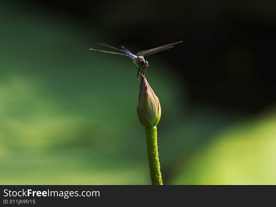 Dragonfly on the Lotus