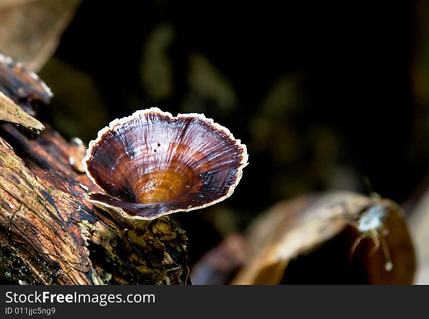 A fungi taken at the waterfall