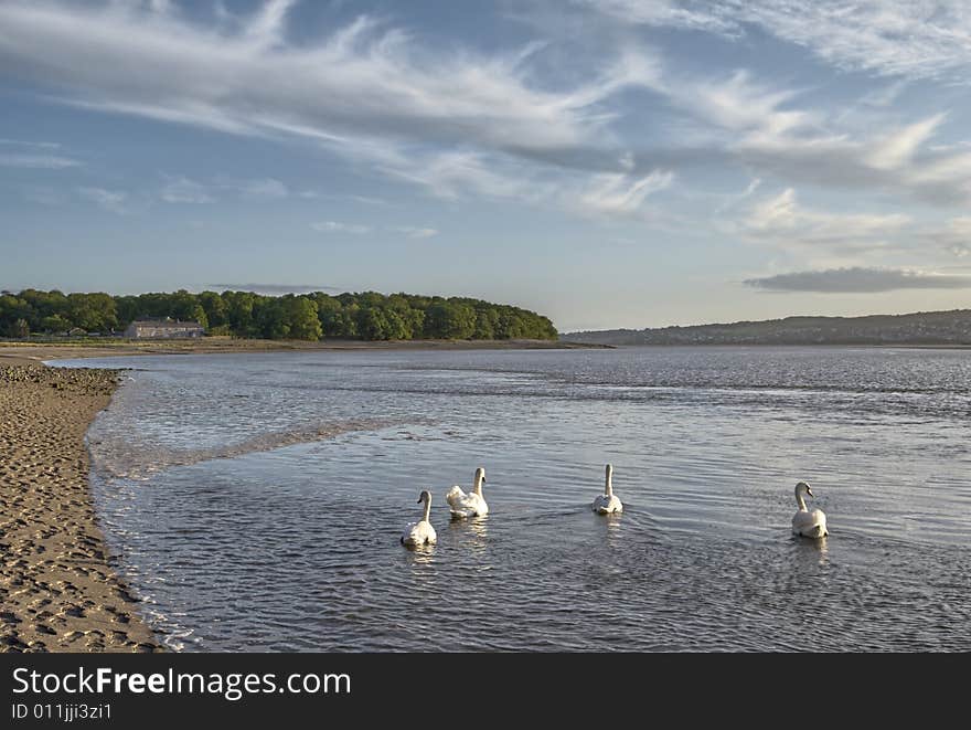 Four swans