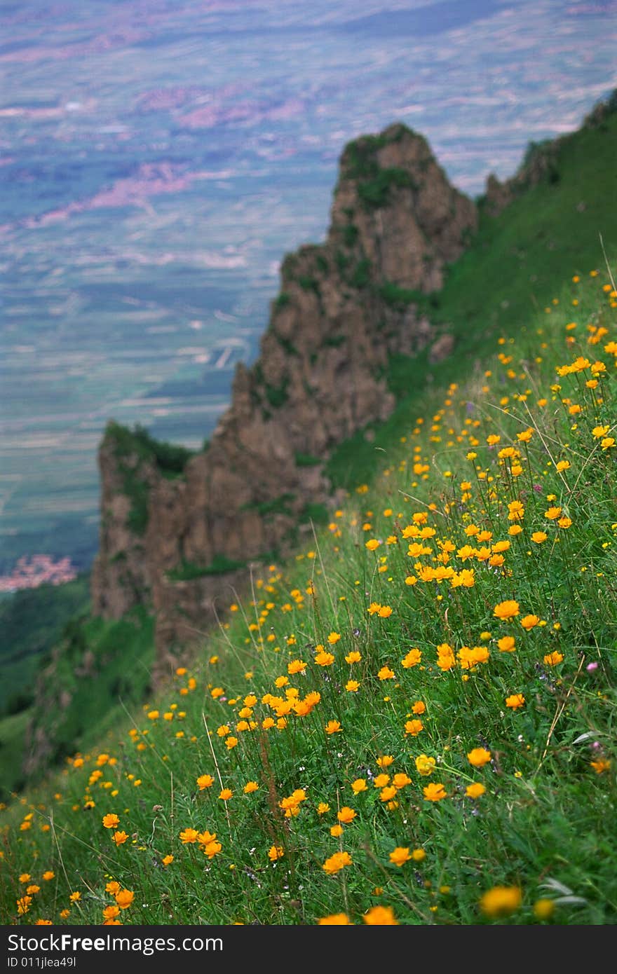 A slope of wild globe flowers, xiaowutai mountain, china. A slope of wild globe flowers, xiaowutai mountain, china